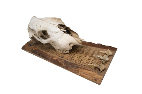 Image of fully runic cow skull and vertebrae wall hanger