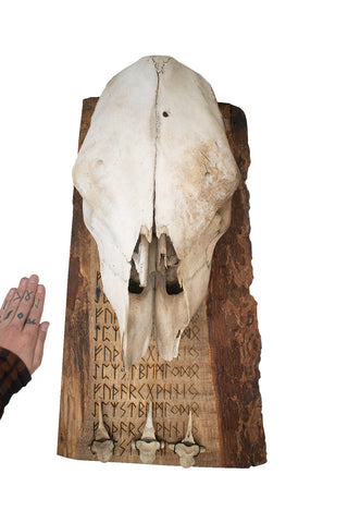 Image of fully runic cow skull and vertebrae wall hanger