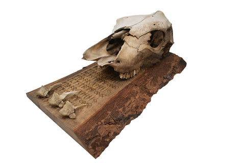 Image of fully runic cow skull and vertebrae wall hanger