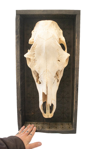 Image of veldismagn elk skull mount