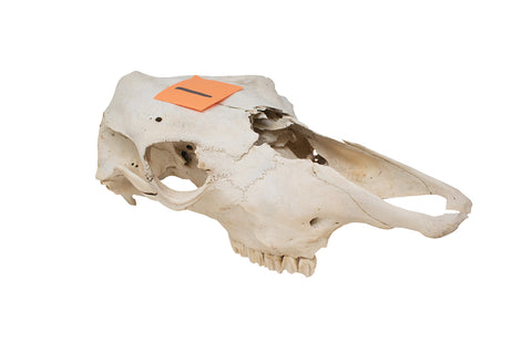 Image of cow skull #1