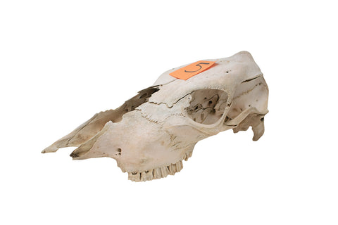 Image of cow skull #5