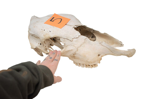 Image of cow skull #5