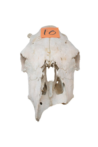Image of cow skull #10
