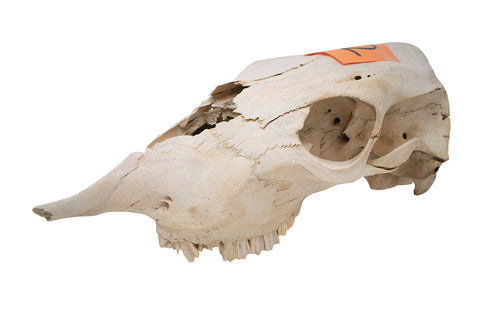Image of cow skull #12