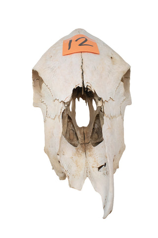 Image of cow skull #12