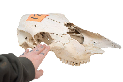 Image of cow skull #12