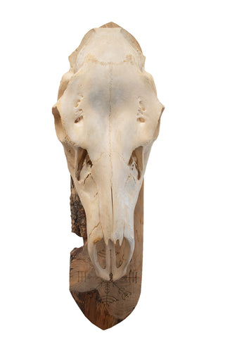 Image of live edge elk skull veldismagn wall hanger