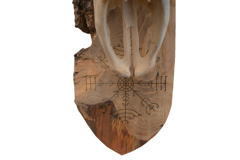Image of live edge elk skull veldismagn wall hanger