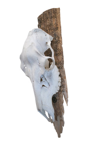 Image of fully runic elk skull hanger