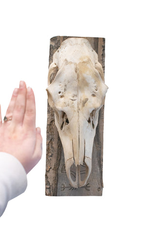 Image of mjolnir & protection sigil elk skull hanger
