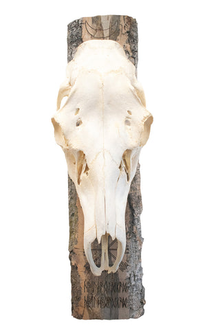 Image of moon phase/vegvisir/hail the old gods elk skull hanger