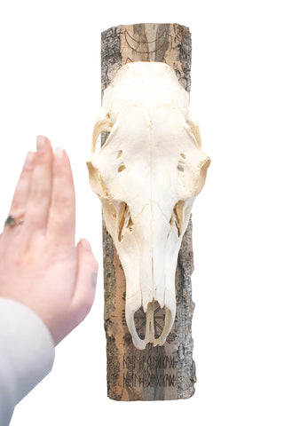 Image of moon phase/vegvisir/hail the old gods elk skull hanger