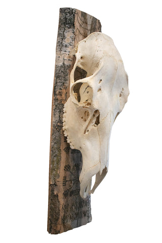Image of moon phase/vegvisir/hail the old gods elk skull hanger