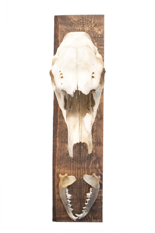 Image of veldismagn elk skull hanger