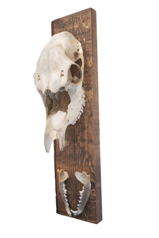 Image of veldismagn elk skull hanger