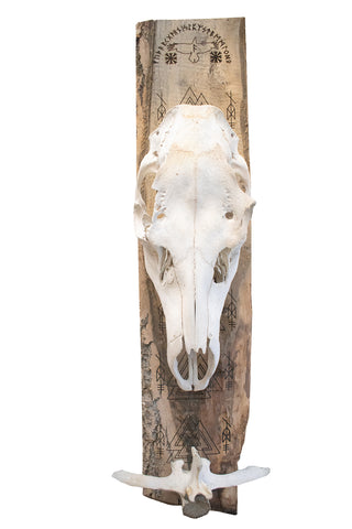 Image of ODIN elk skull wall hanger