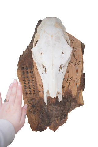 Image of algiz elk skull hanger