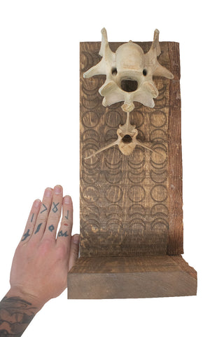 Image of moon phase elk vertabra altar