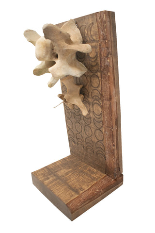 Image of moon phase elk vertabra altar