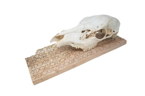 Image of moon phase elk skull hanger
