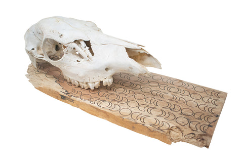 Image of moon phase elk skull hanger