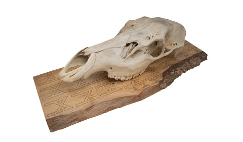 Image of mannaz rune elk skull wall hanger