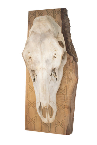 Image of mannaz rune elk skull wall hanger