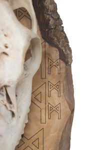 mannaz rune elk skull wall hanger