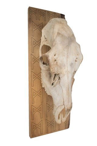 Image of mannaz rune elk skull wall hanger