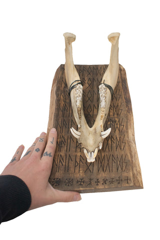 Image of hail the old gods pig jaw wall hanger