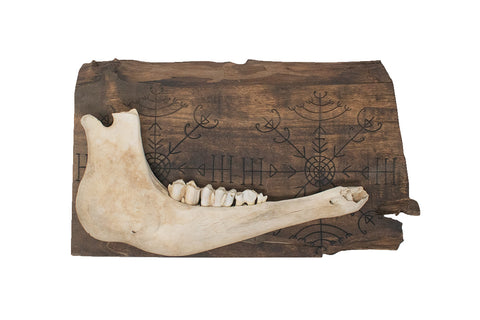 Image of veldismagn cow jawbone wall hanger