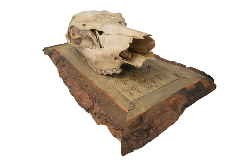 Image of framed elk skull