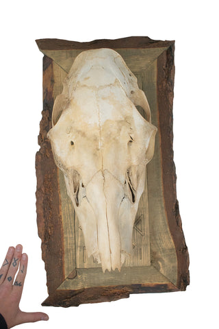 Image of framed elk skull