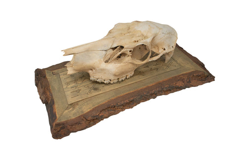 Image of framed elk skull