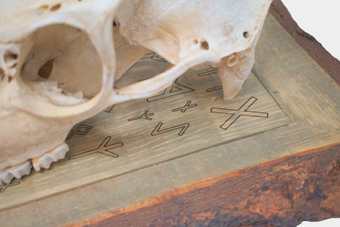 Image of framed elk skull