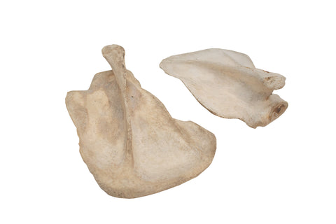 Image of black bear scapula