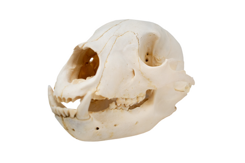 Image of black bear skull #4