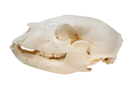 Image of black bear skull #4