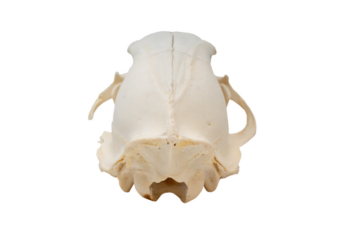 Image of black bear skull #4
