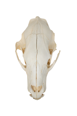 Image of black bear skull #4