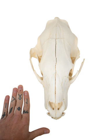 Image of black bear skull #4
