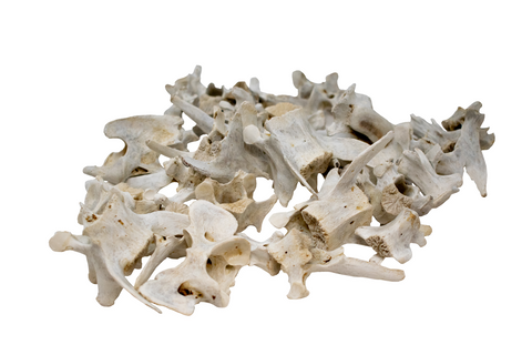 Image of Mountain Lion Vertebra – Ritual Bone for Altar or Display