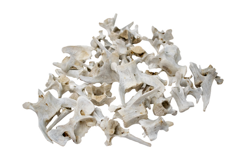 Image of Mountain Lion Vertebra – Ritual Bone for Altar or Display