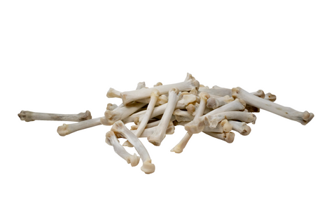 Image of Ethically Sourced Mountain Lion Metacarpal Bone