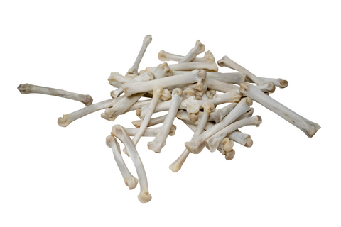 Image of Ethically Sourced Mountain Lion Metacarpal Bone