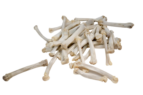 Image of Ethically Sourced Mountain Lion Metacarpal Bone