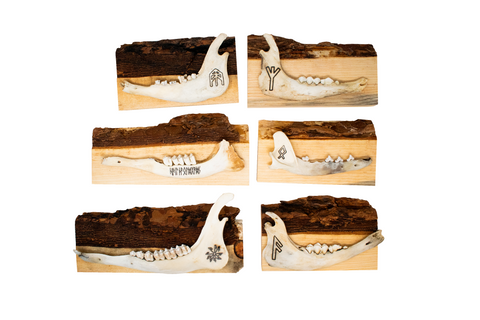 Image of live edge jawbone wall hanger