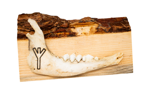 Image of live edge jawbone wall hanger