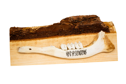 Image of live edge jawbone wall hanger